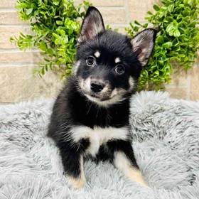 Pomsky