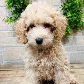 Mini Poodle