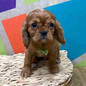 Cavalier King Charles Spaniel