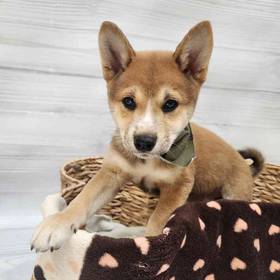 Shiba Inu