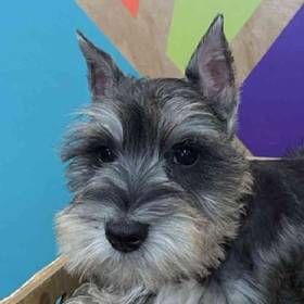 Mini Schnauzer