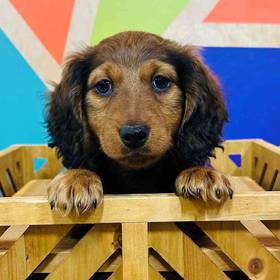 Mini Dachshund