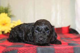Cockapoo