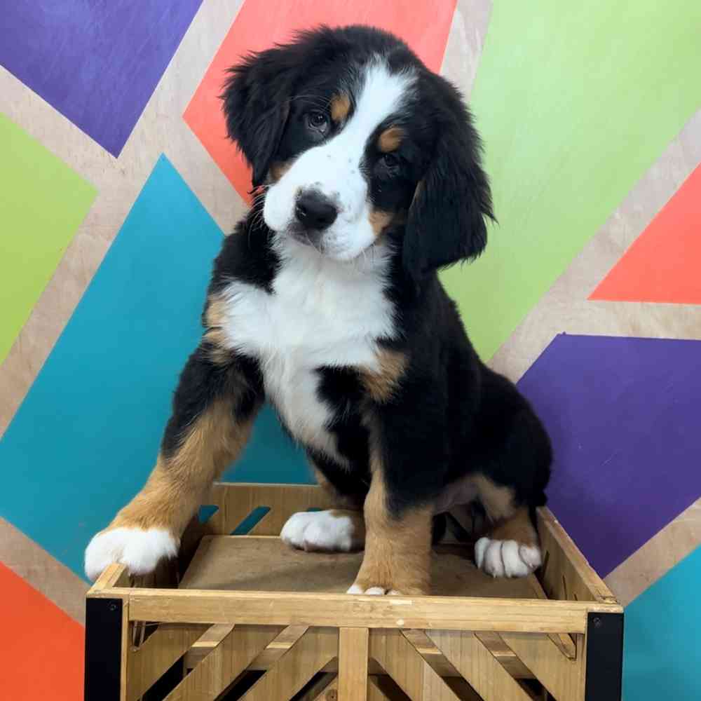 carousel pet images