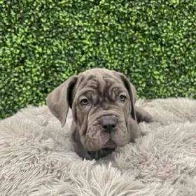 Neapolitan Mastiff