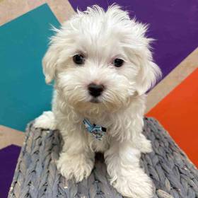 Maltese