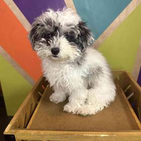 Mini Poodle