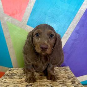 Mini Dachshund