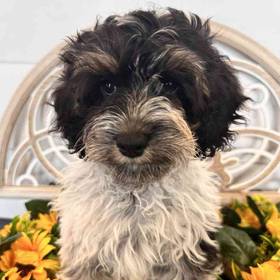 Cockapoo