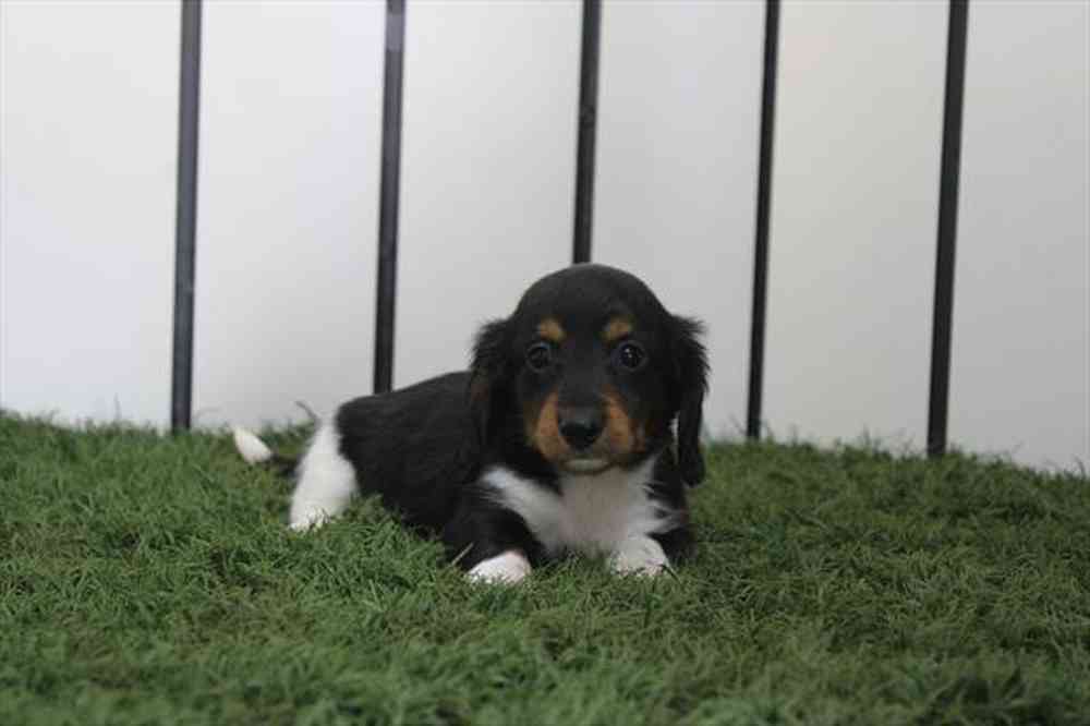 Image of a pet breed in the gallery