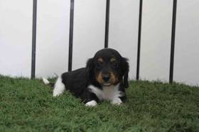 Dachshund