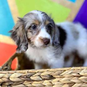 Cockapoo