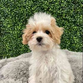 Maltipoo