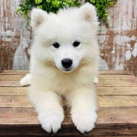 Samoyed