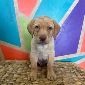 Labrador Retriever