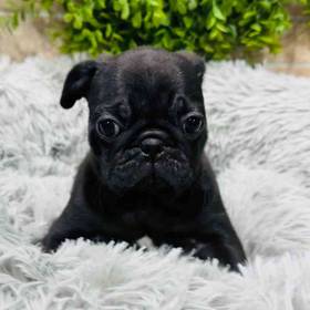 Pug