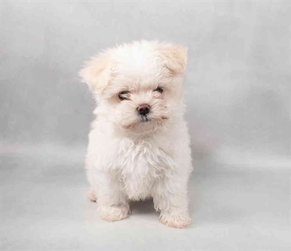 Image of a pet breed in the gallery