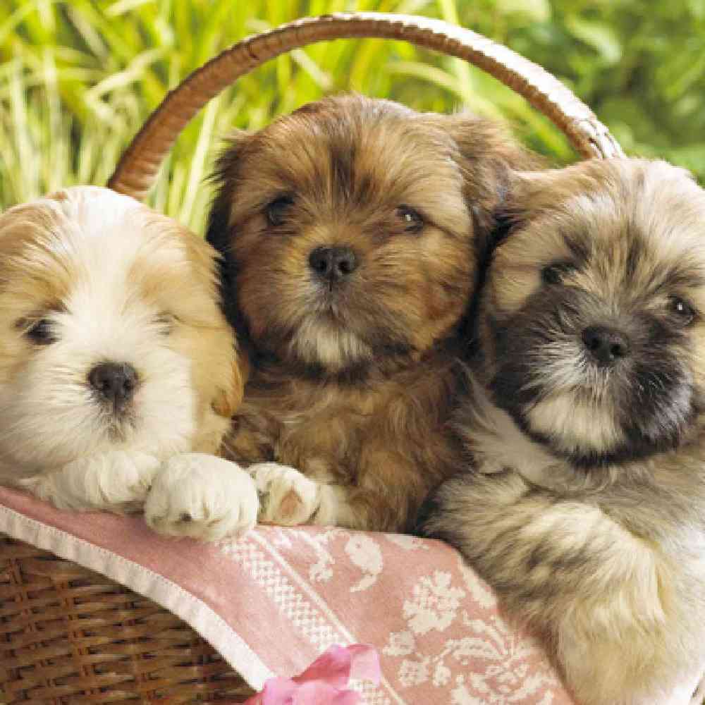Teddy bears for sale breeders cheap