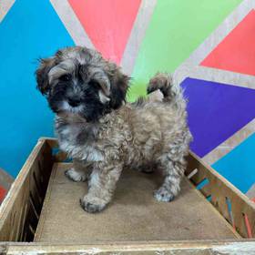Maltipoo