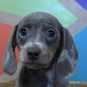 Dachshund
