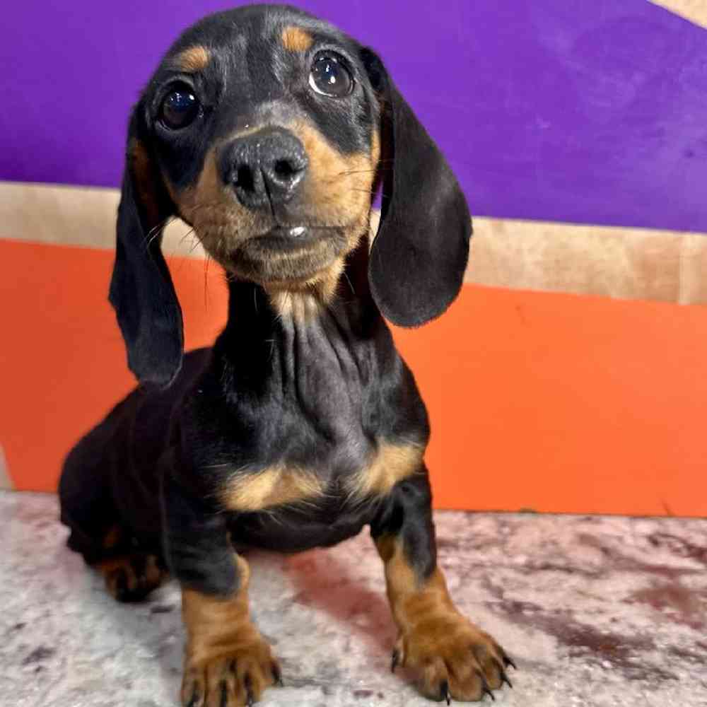 Image of a pet breed in the gallery