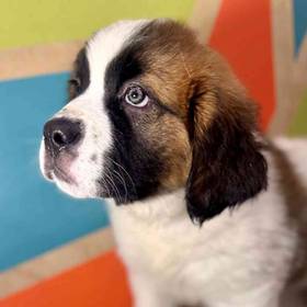 Saint Bernard