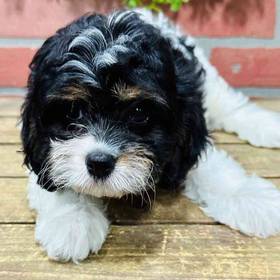 Cavapoo