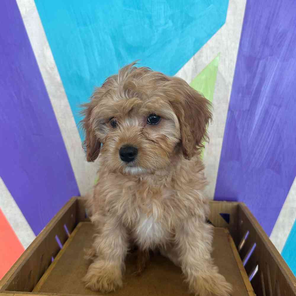 carousel pet images
