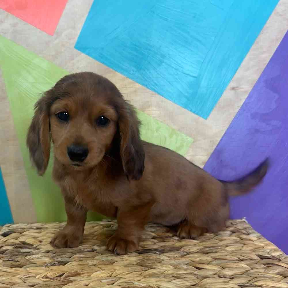 carousel pet images