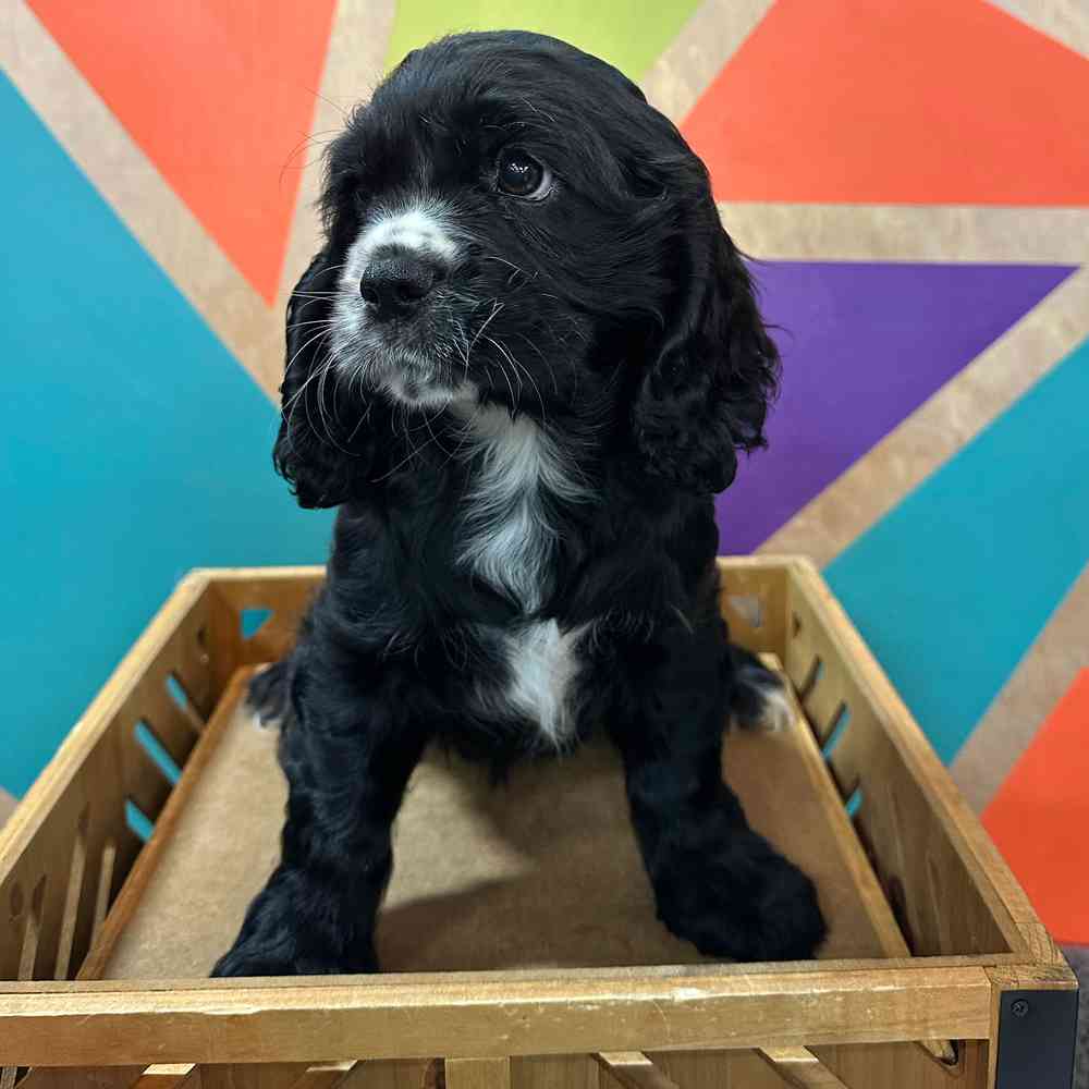 Image of a pet breed in the gallery