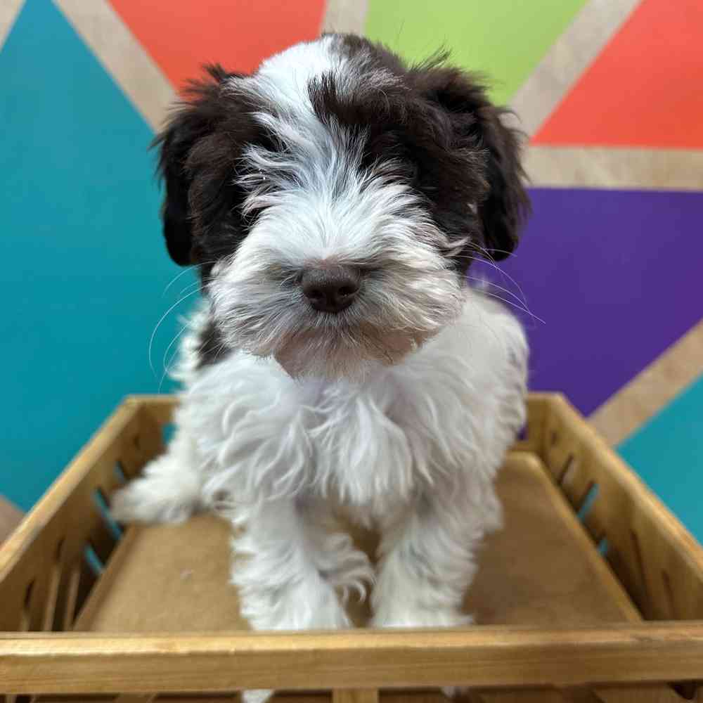 Image of a pet breed in the gallery