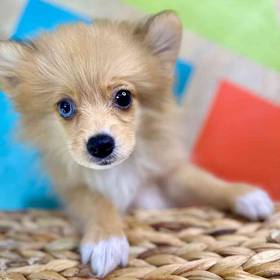 Pomeranian
