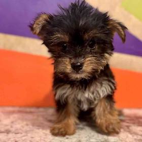 Yorkie