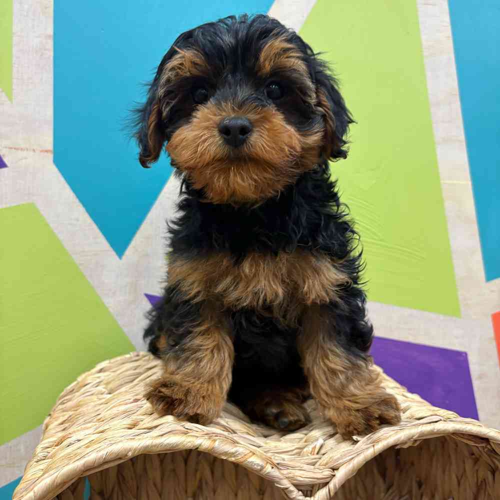Image of a pet breed in the gallery