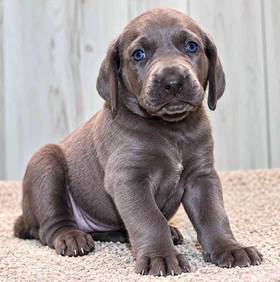 Weimaraner