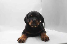 Rottweiler