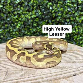 Ball Python