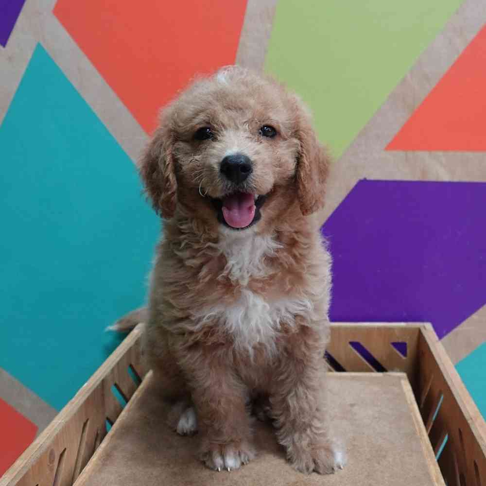 carousel pet images