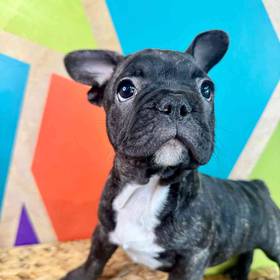 French Bulldog