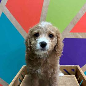 Mini Goldendoodle