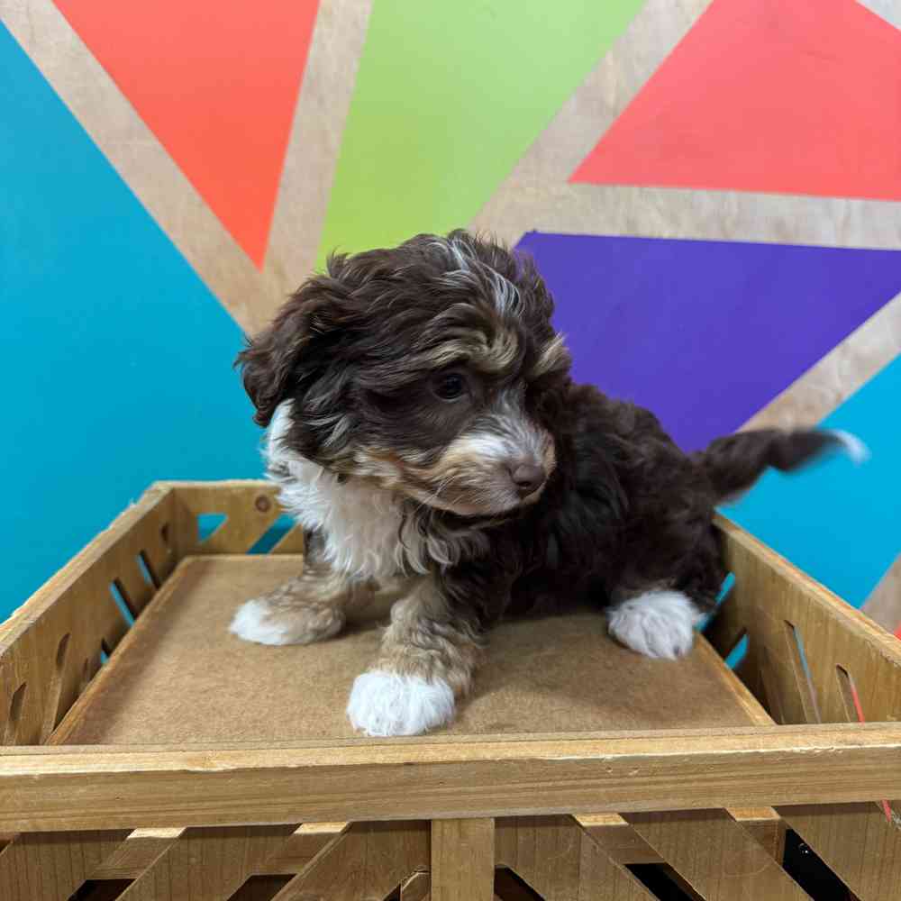 carousel pet images