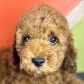 Cavapoo