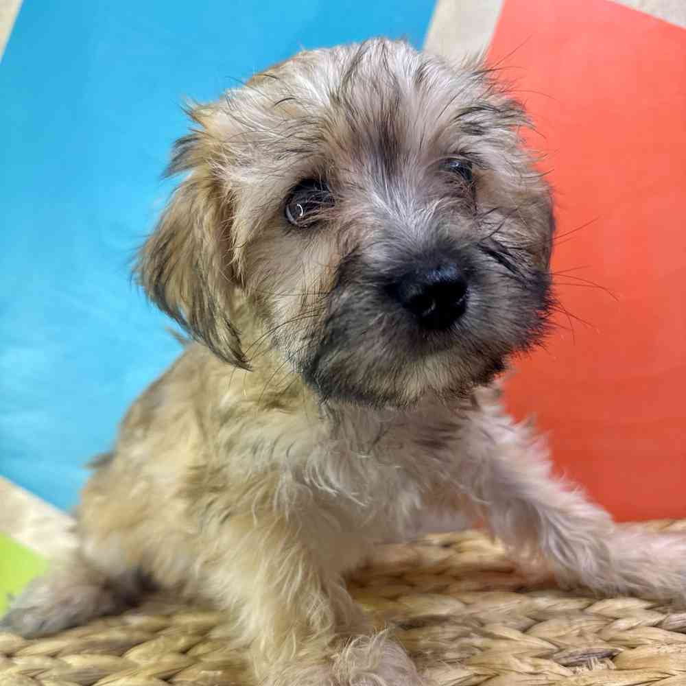 carousel pet images