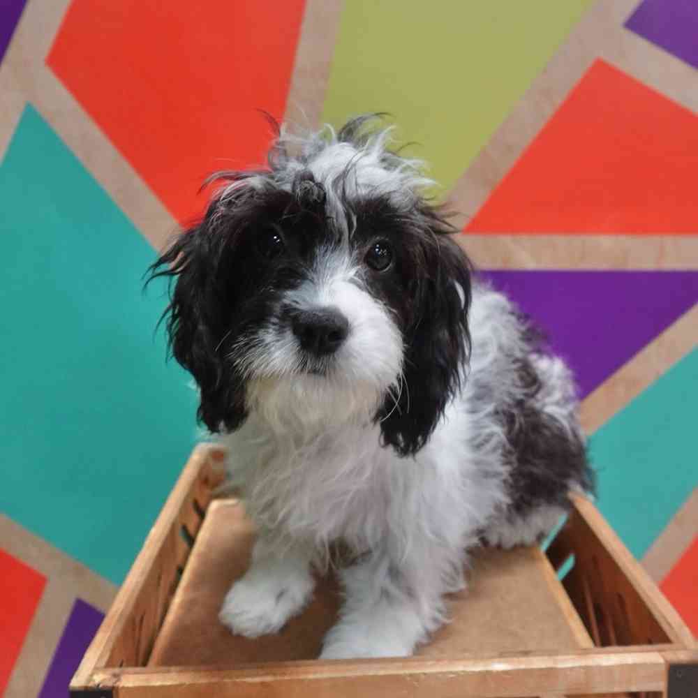 carousel pet images