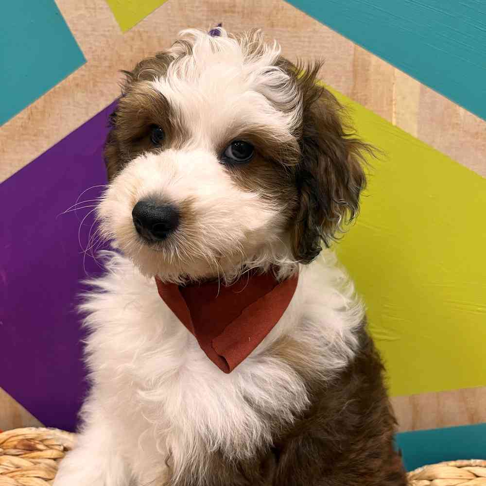 Image of a pet breed in the gallery