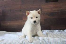Shiba Inu