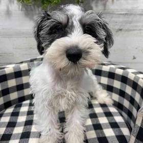 Mini Schnauzer