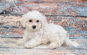 Bichon