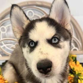 Siberian Husky