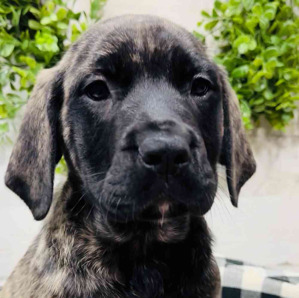 AKC Black Labrador Retriever Puppies - Retrievers of Millbach, image size:1000x999